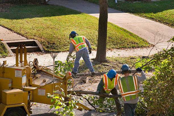 Best Large Tree Removal  in Tignall, GA